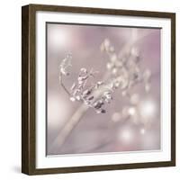 Seeds Of Life-Viviane Fedieu Daniel-Framed Photographic Print