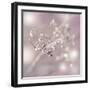 Seeds Of Life-Viviane Fedieu Daniel-Framed Photographic Print