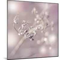 Seeds Of Life-Viviane Fedieu Daniel-Mounted Photographic Print