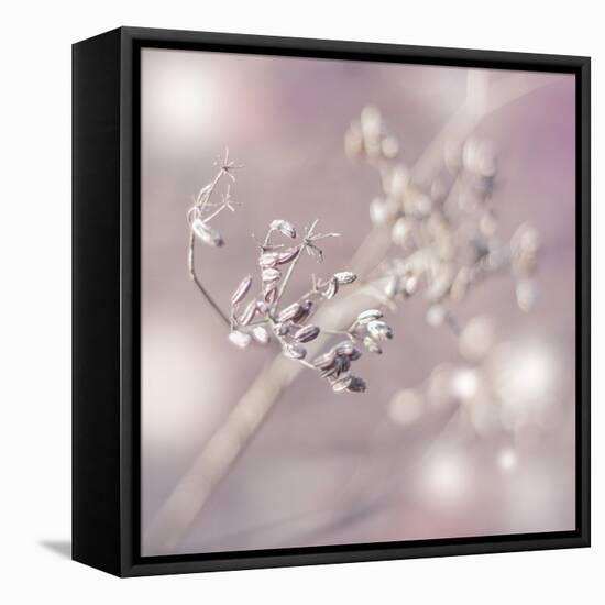 Seeds Of Life-Viviane Fedieu Daniel-Framed Stretched Canvas