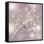 Seeds Of Life-Viviane Fedieu Daniel-Framed Stretched Canvas