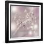 Seeds Of Life-Viviane Fedieu Daniel-Framed Photographic Print