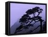 Seeing Off Pine Tree on Mt. Huangshan (Yellow Mountain), China-Keren Su-Framed Stretched Canvas