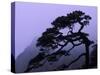 Seeing Off Pine Tree on Mt. Huangshan (Yellow Mountain), China-Keren Su-Stretched Canvas