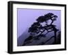 Seeing Off Pine Tree on Mt. Huangshan (Yellow Mountain), China-Keren Su-Framed Photographic Print