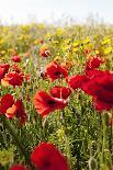 Poppy Field-seewhatmitchsee-Photographic Print