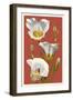 Sego Lily - Letterpress-Lantern Press-Framed Art Print