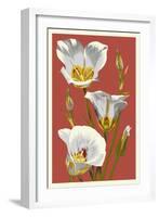 Sego Lily - Letterpress-Lantern Press-Framed Art Print