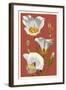 Sego Lily - Letterpress-Lantern Press-Framed Art Print