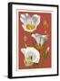 Sego Lily - Letterpress-Lantern Press-Framed Art Print