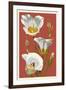 Sego Lily - Letterpress-Lantern Press-Framed Art Print