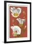 Sego Lily - Letterpress-Lantern Press-Framed Art Print