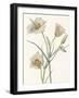 Sego Lily-Mary Vaux Walcott-Framed Photographic Print