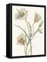 Sego Lily-Mary Vaux Walcott-Framed Stretched Canvas