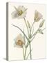 Sego Lily-Mary Vaux Walcott-Stretched Canvas