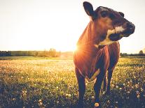 Happy Single Cow on a Meadow during Sunset-SehrguteFotos-Photographic Print