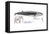 Sei Whale (Balaenoptera Borealis), Mammals-Encyclopaedia Britannica-Framed Stretched Canvas