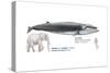 Sei Whale (Balaenoptera Borealis), Mammals-Encyclopaedia Britannica-Stretched Canvas