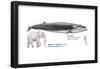 Sei Whale (Balaenoptera Borealis), Mammals-Encyclopaedia Britannica-Framed Poster