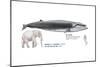 Sei Whale (Balaenoptera Borealis), Mammals-Encyclopaedia Britannica-Mounted Poster