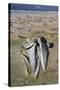 Sei Whale (Balaenoptera Borealis) Skull-Eleanor-Stretched Canvas