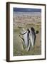 Sei Whale (Balaenoptera Borealis) Skull-Eleanor-Framed Photographic Print