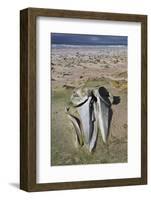 Sei Whale (Balaenoptera Borealis) Skull-Eleanor-Framed Photographic Print
