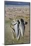 Sei Whale (Balaenoptera Borealis) Skull-Eleanor-Mounted Photographic Print