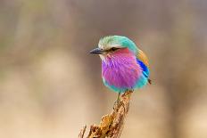 Lilac Breasted Roller-sekarb-Framed Stretched Canvas