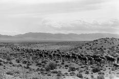 Cattle Drive through Desert-Hutchings, Selar S.-Stretched Canvas