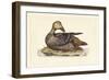 Selby Duck IV-John Selby-Framed Art Print