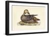 Selby Duck IV-John Selby-Framed Art Print