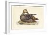 Selby Duck IV-John Selby-Framed Art Print