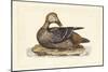 Selby Duck IV-John Selby-Mounted Art Print