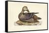 Selby Duck IV-John Selby-Framed Stretched Canvas