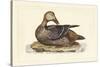 Selby Duck IV-John Selby-Stretched Canvas