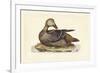 Selby Duck IV-John Selby-Framed Art Print