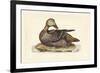 Selby Duck IV-John Selby-Framed Art Print