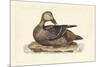 Selby Duck IV-John Selby-Mounted Art Print