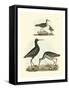 Selby Sandpipers I-John Selby-Framed Stretched Canvas