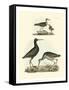 Selby Sandpipers I-John Selby-Framed Stretched Canvas