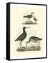 Selby Sandpipers I-John Selby-Framed Stretched Canvas