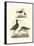 Selby Sandpipers I-John Selby-Framed Stretched Canvas