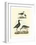 Selby Sandpipers I-John Selby-Framed Art Print