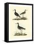 Selby Sandpipers II-John Selby-Framed Stretched Canvas