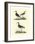 Selby Sandpipers II-John Selby-Framed Art Print