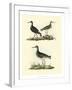 Selby Sandpipers II-John Selby-Framed Art Print