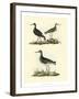 Selby Sandpipers II-John Selby-Framed Art Print