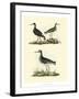 Selby Sandpipers II-John Selby-Framed Art Print