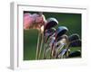 Selecting Golf Club-Mitch Diamond-Framed Photographic Print